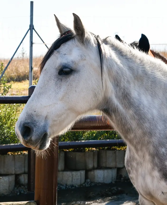 Equine-Assisted Personal Coaching