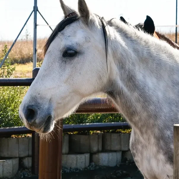 Equine-Assisted Personal Coaching Cassy Fourie Hilton KZN